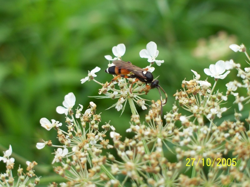 Ichneumonidae